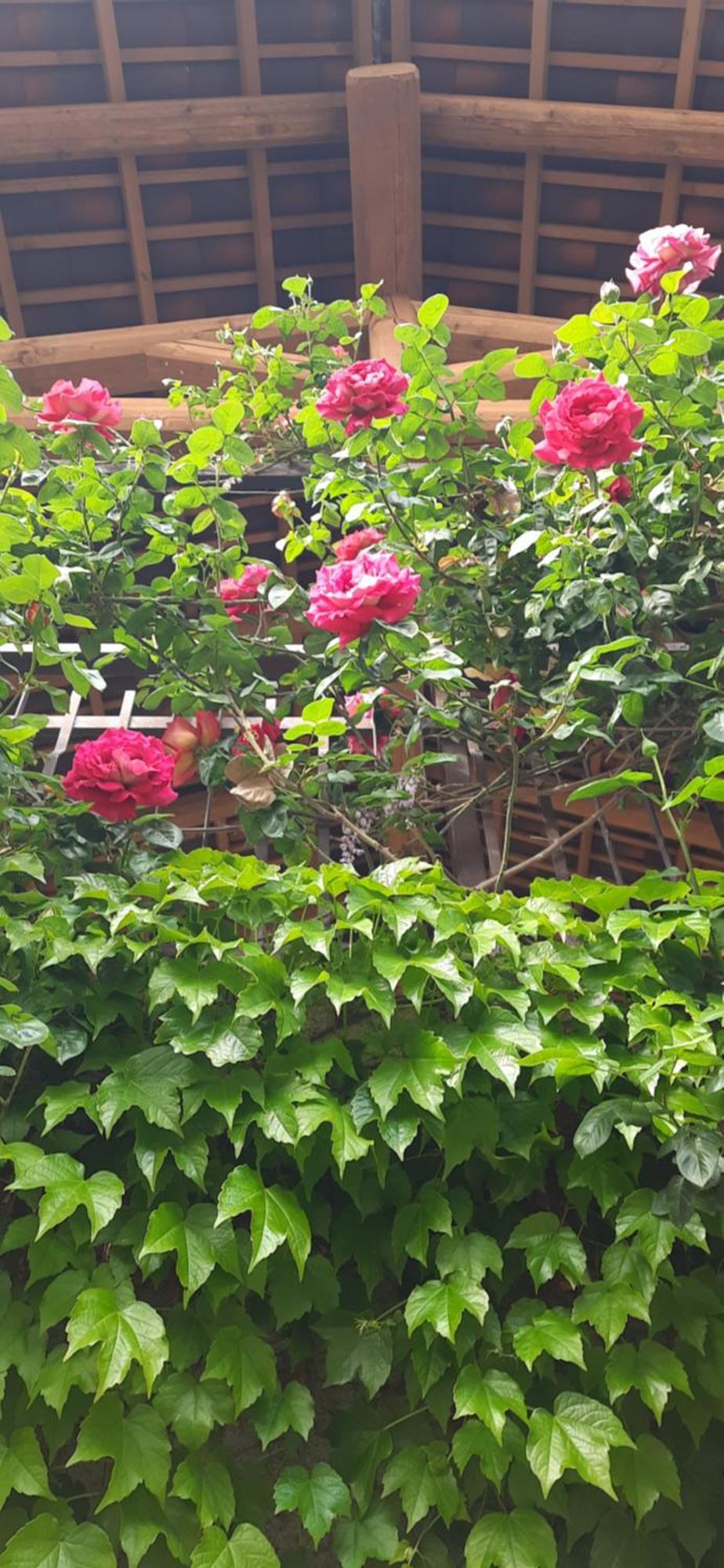 Il Giardino Del Gallo Cherasco Exterior foto